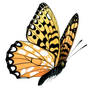 Butterfly 42-18115910