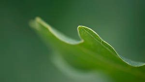 green leaf 1 - wallpaper