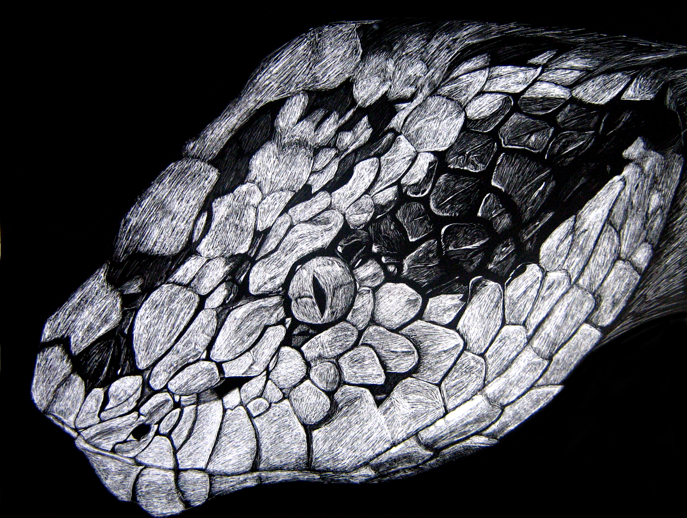 Reptile Art Scratchboard