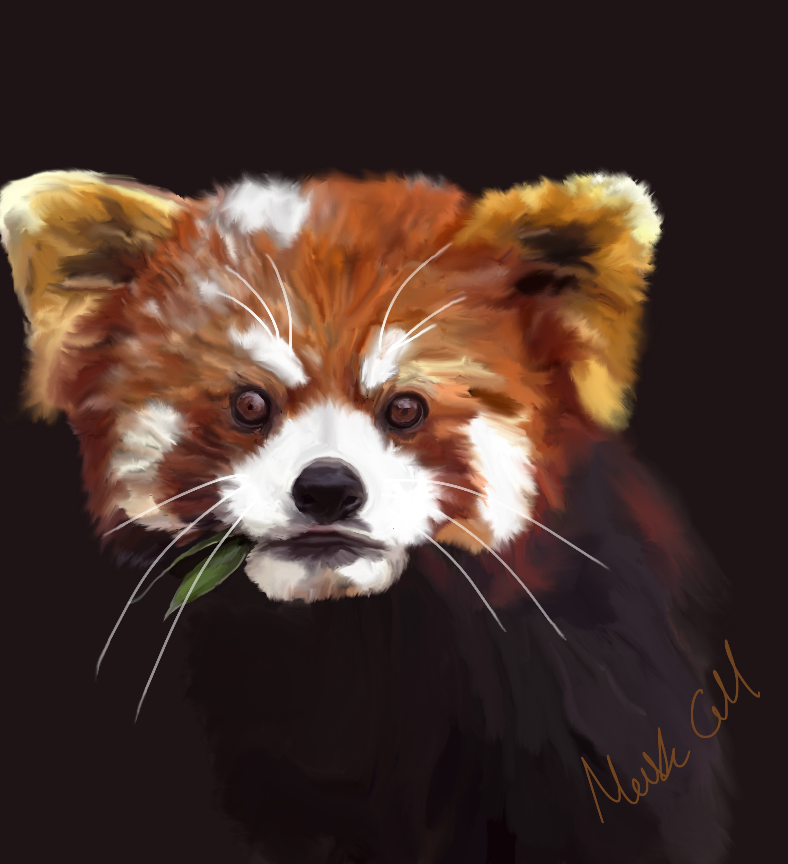 Red Panda