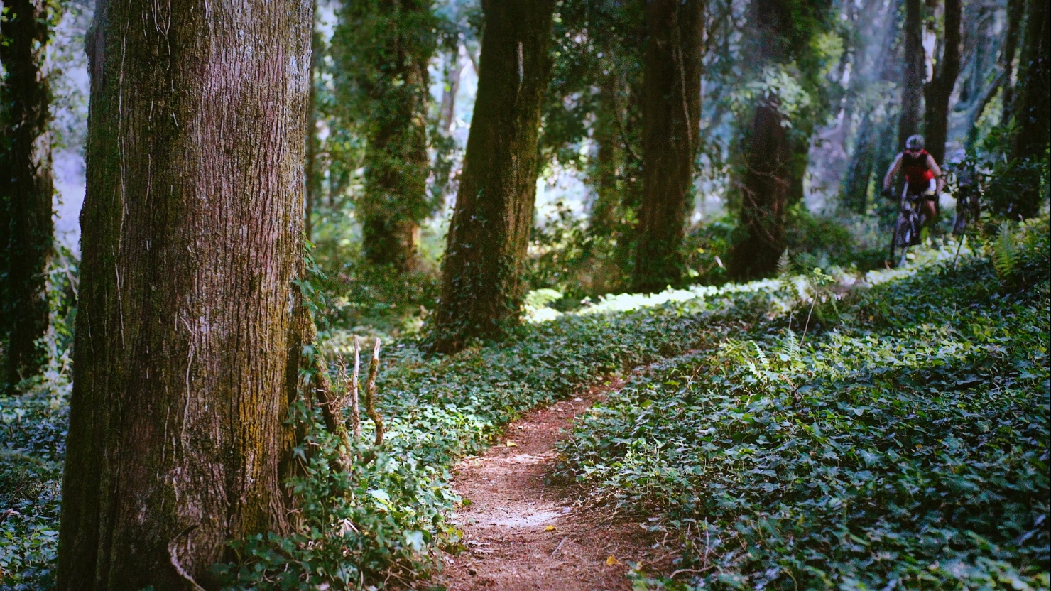 красивый лес. The forest обои. хвойный лес солнце. пейзаж лес. фотографии леса.