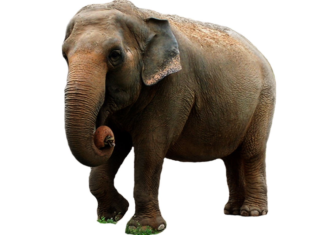 Elefante By Dynossaurus On Deviantart