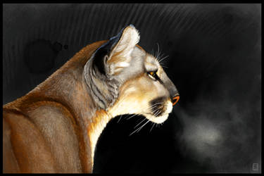 Cougar Intensity Sketchbook Mobile Tutorial