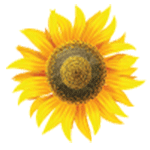Sunflower by KmyGraphic