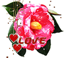 Camellia by KmyGraphic