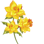 Spring Daffodils by KmyGraphic