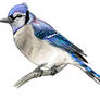 Bluejay