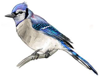 Bluejay