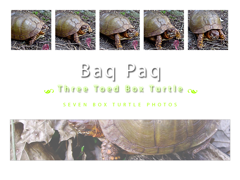 Box Turtle Pack I