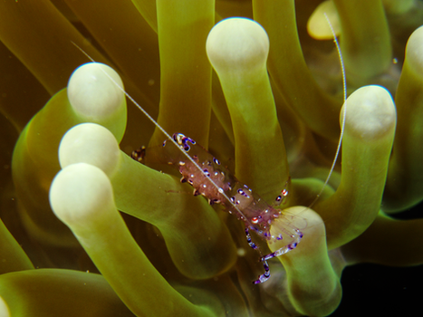 Anemone Shrimp