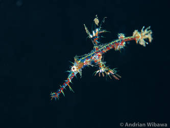 Juvenile Ornate Ghost Pipefish