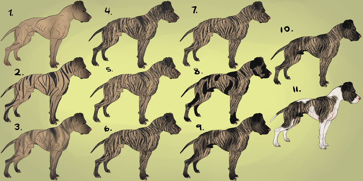 Different Brindle Colors atelieryuwa.ciao.jp