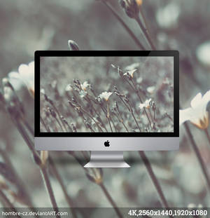 Silver grass - Nostalgia