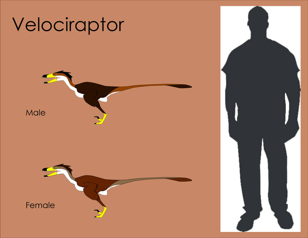 Velociraptor Size Comparison by LouJunior on DeviantArt