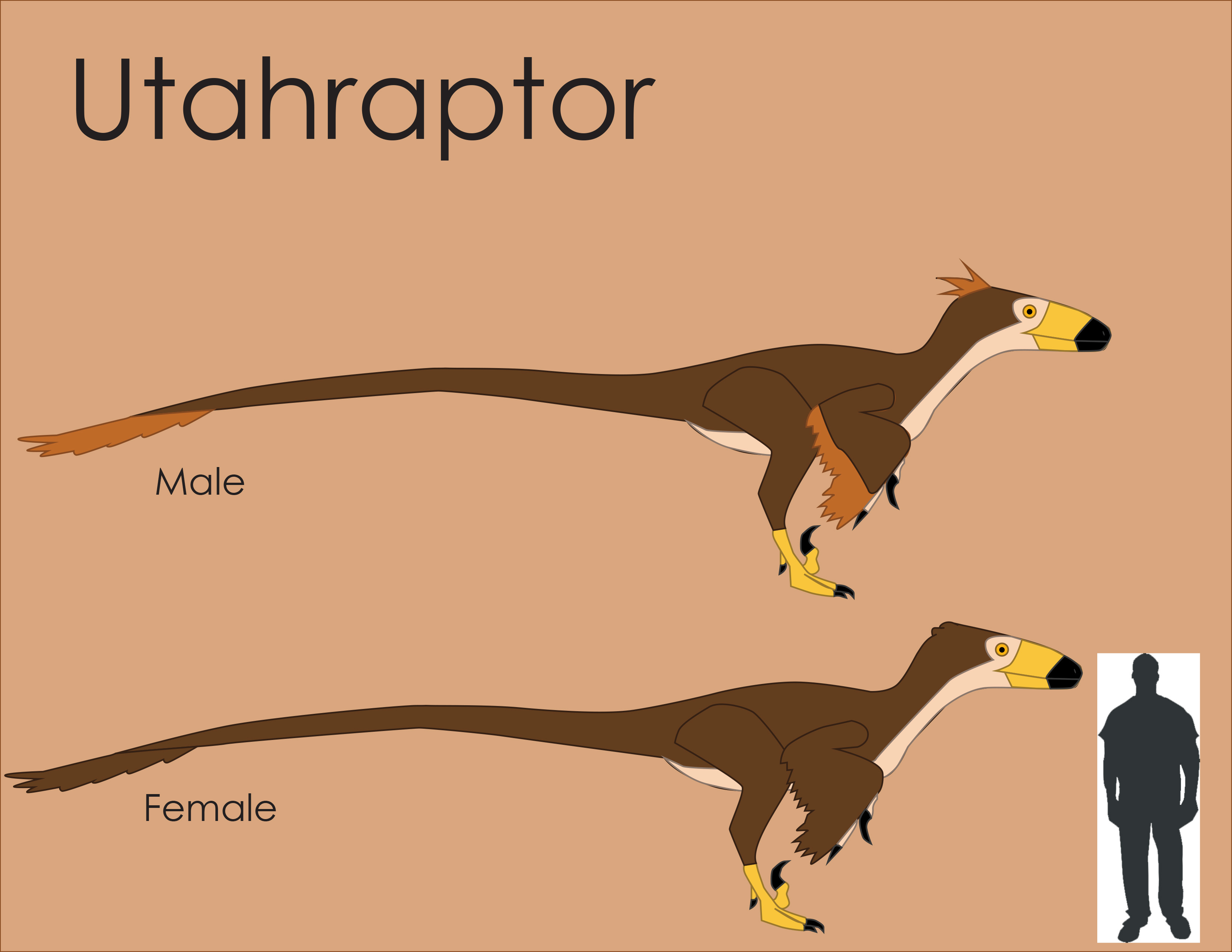 Utahraptor Size Comparison by LouJunior on DeviantArt