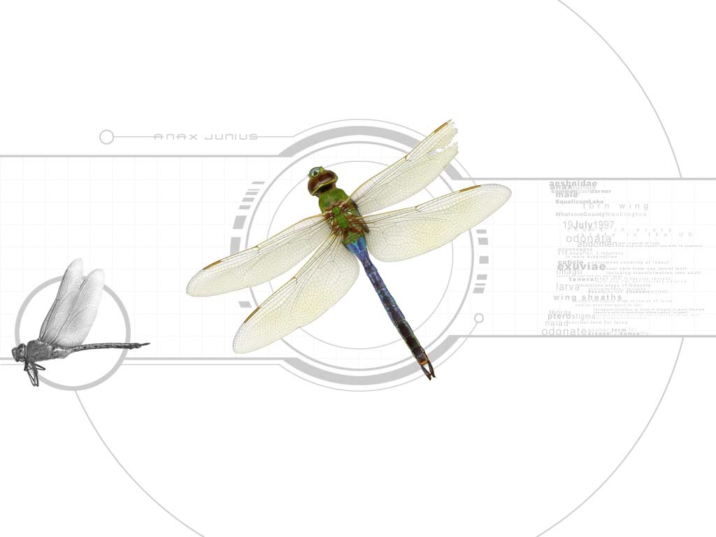 anax junius dragonfly 01 by pixelfish