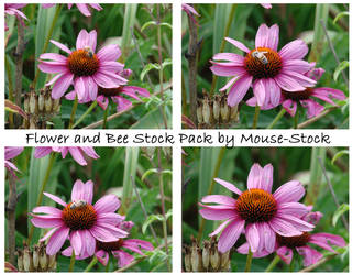 Flower and Bee Stock Pack
