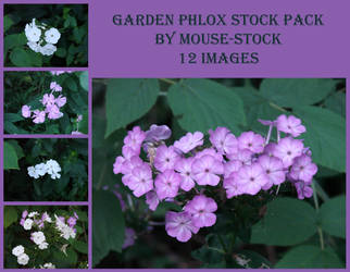 Garden Phlox Stock Pack