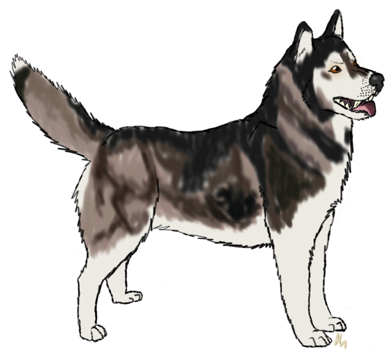 Husky