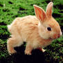 Cute little bunny .psd
