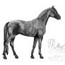 Horse Grayscale