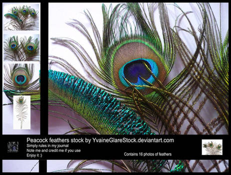 16 Peacock Feathers Stock