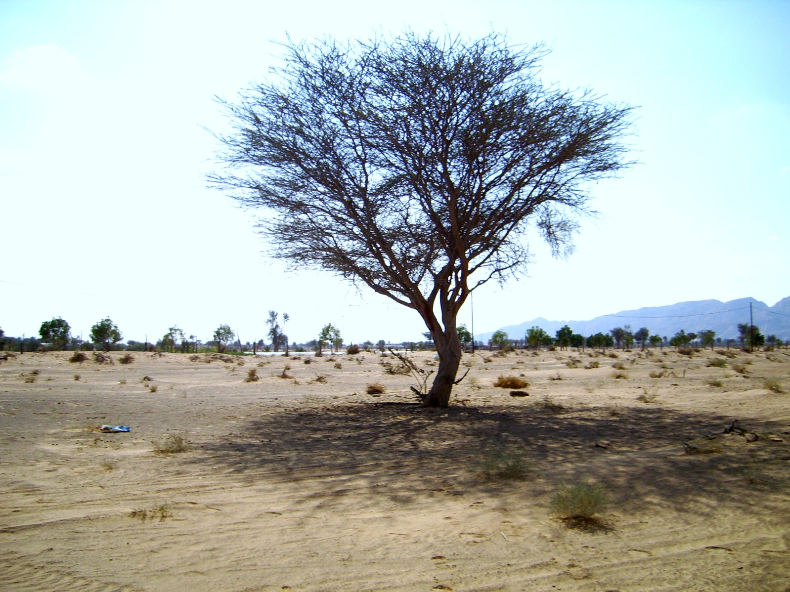 Desert Tree