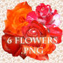 6 flowers PNG format