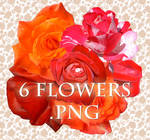 6 flowers PNG format