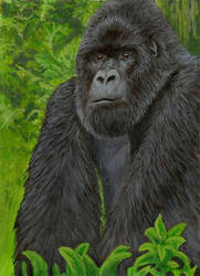 Gorilla Sketch Card - Acrylics