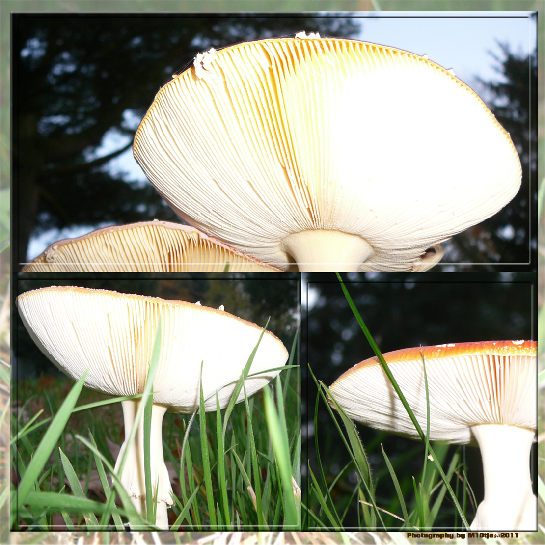 Stock images - Mushroom Collection 05