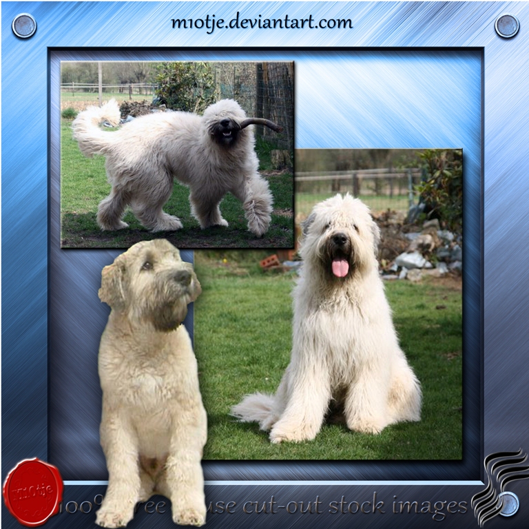 Blond bouvier sale