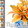 Tiger Lilies 6 Pack