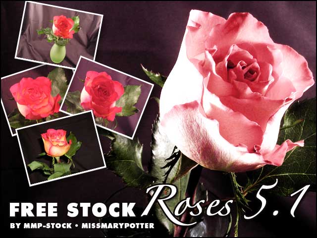 FREE STOCK, Rose Pack 1
