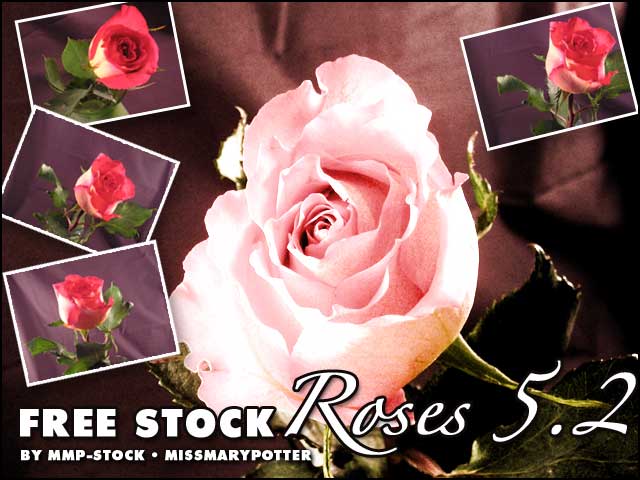 FREE STOCK, Rose Pack 2