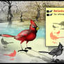 Red Cardinal Brush