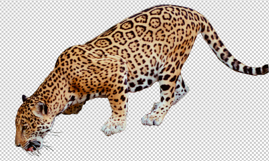 Jaguar