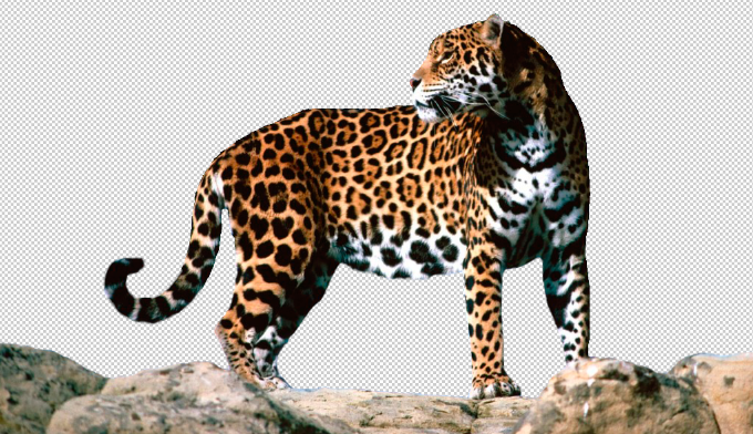 Jaguar