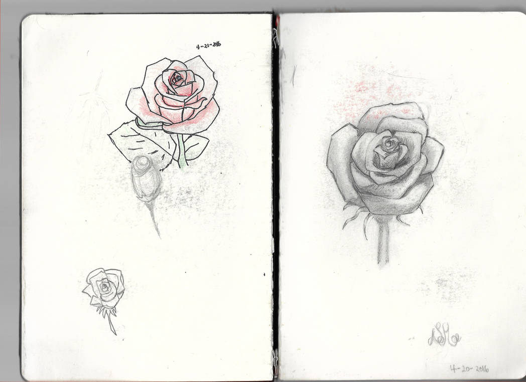 Rose Practice by JMurkur88 on DeviantArt