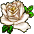 White Rose