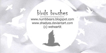 birds brushes