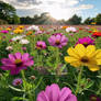 A vibrant flower field with colorful flowers