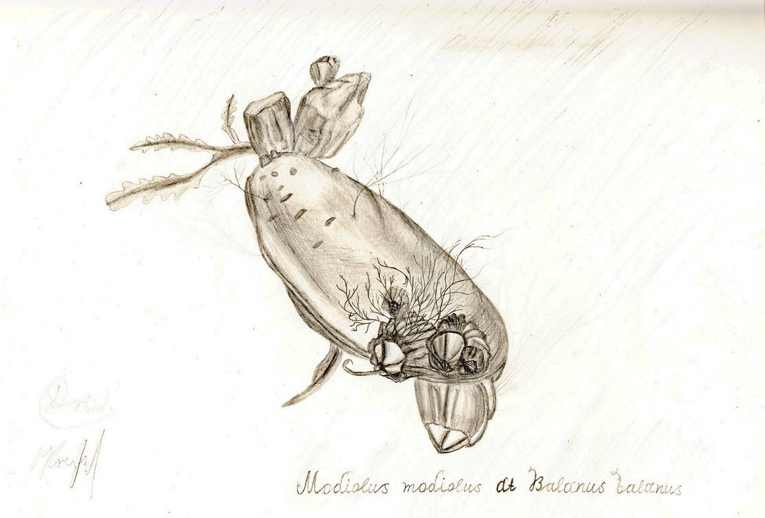 Modiolus at Balanus by Sonic-mike on DeviantArt