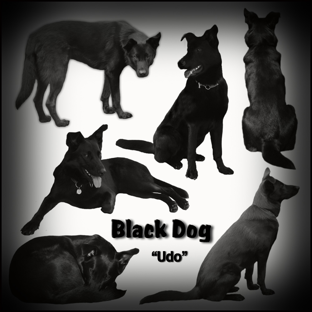 Black Dog