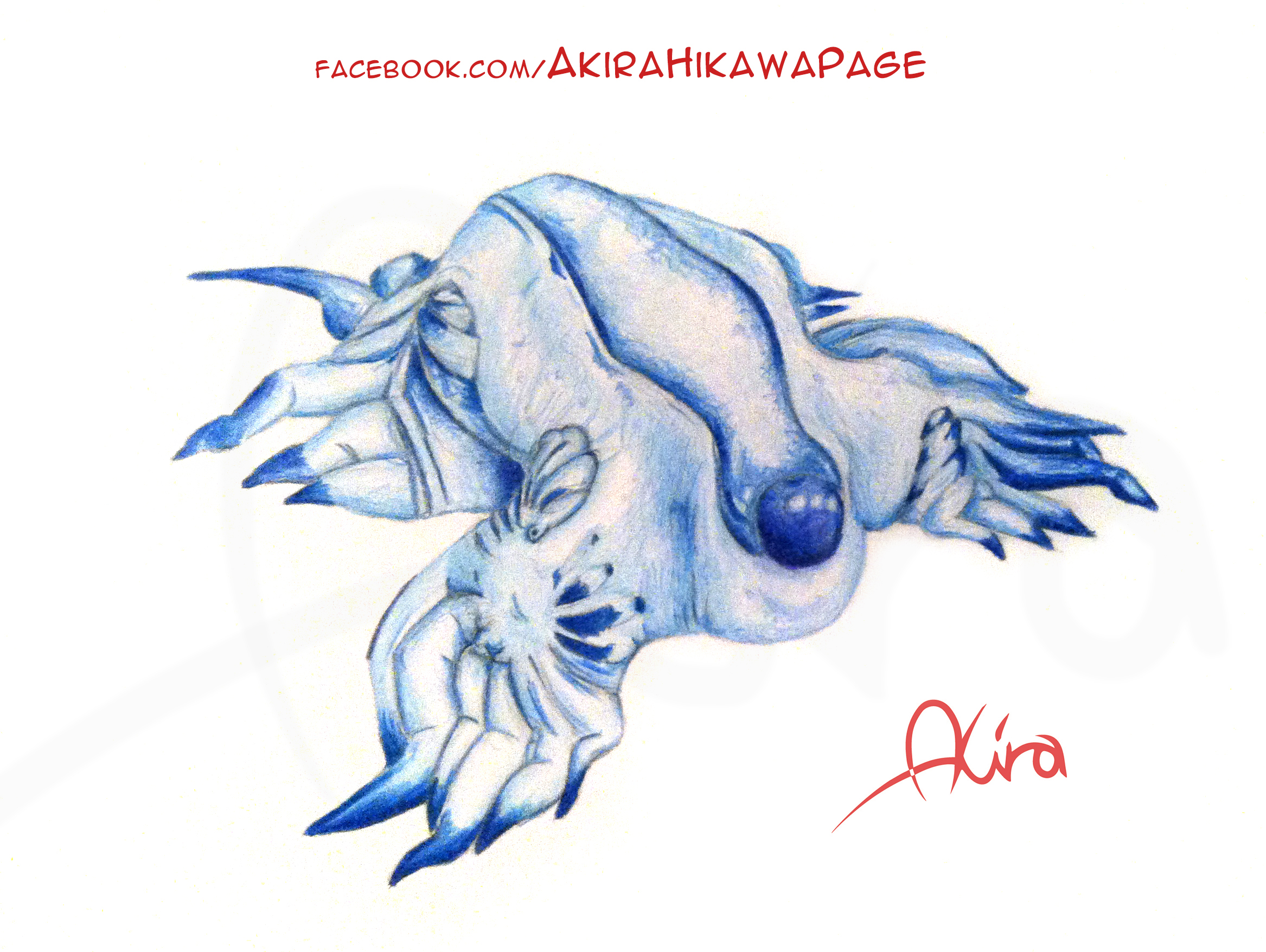 Speed drawing of Glaucus atlanticus