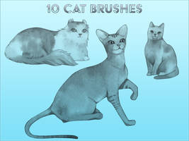 10 Cat Brushes