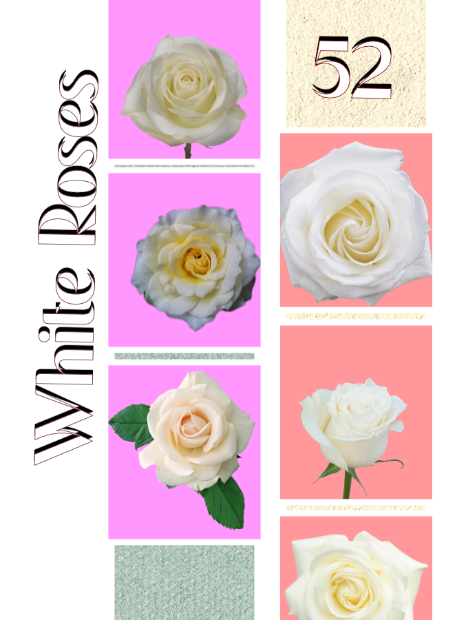 White Roses Pack by BachtheOtter on DeviantArt
