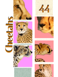 Cheetah PNG