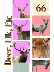 Deer  Elk PNG