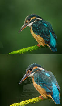 Kingfisher study